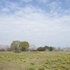 桜５