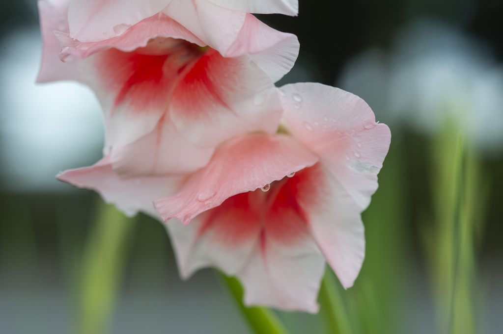 花１