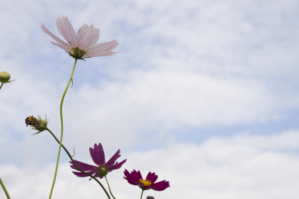 コスモス２