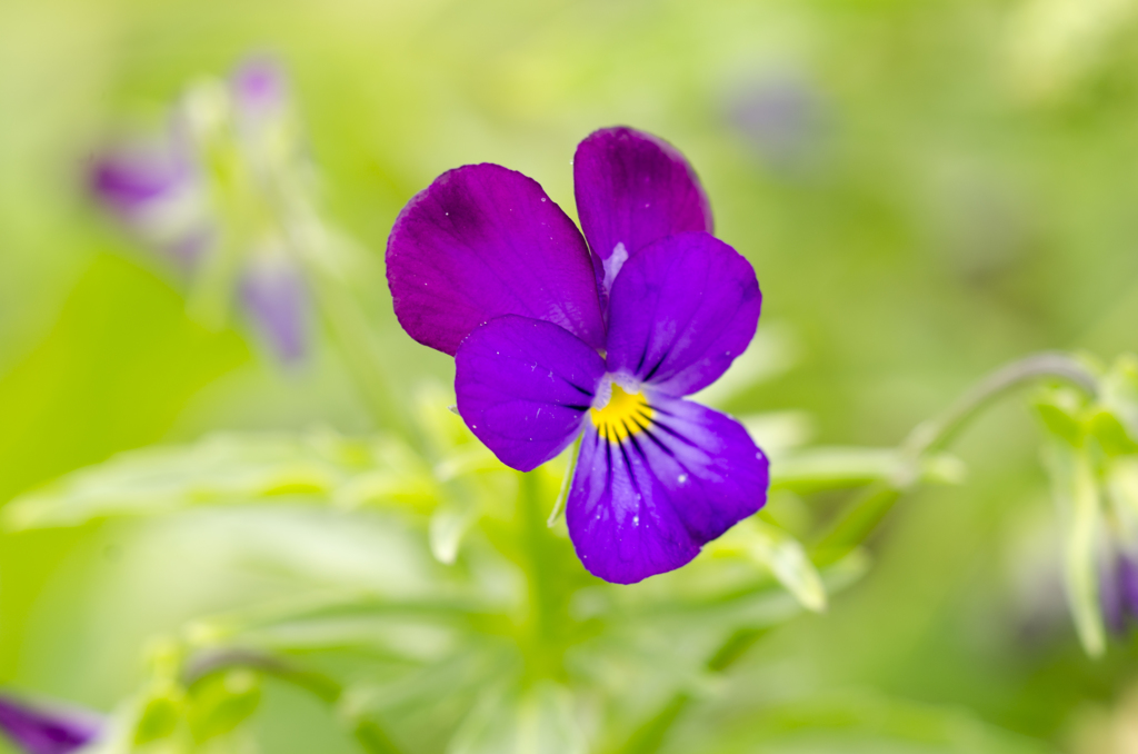 花２