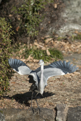 サギ３