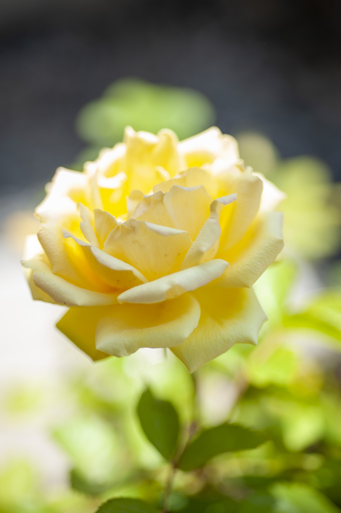 花４