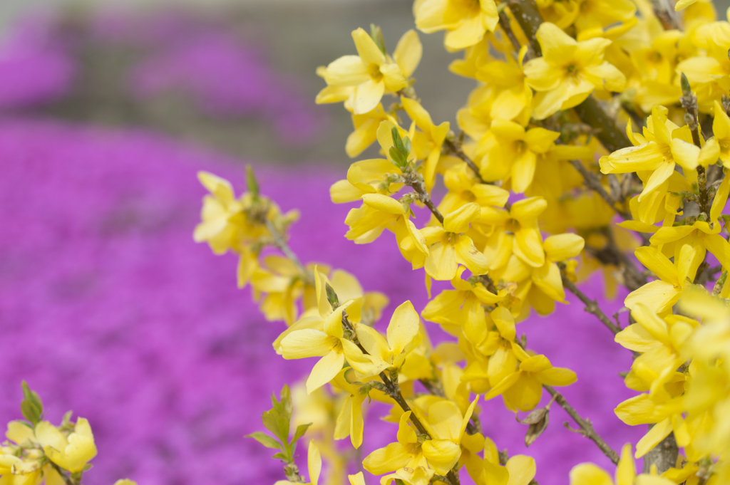 花１