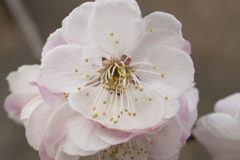 花4