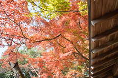 紅葉４