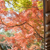 紅葉４