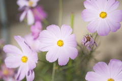 花２９