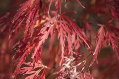 紅葉９
