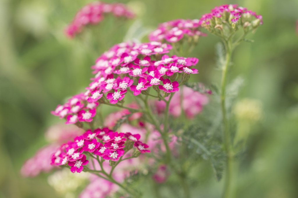 花８
