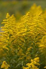 花５