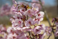 桜５