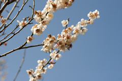 花９