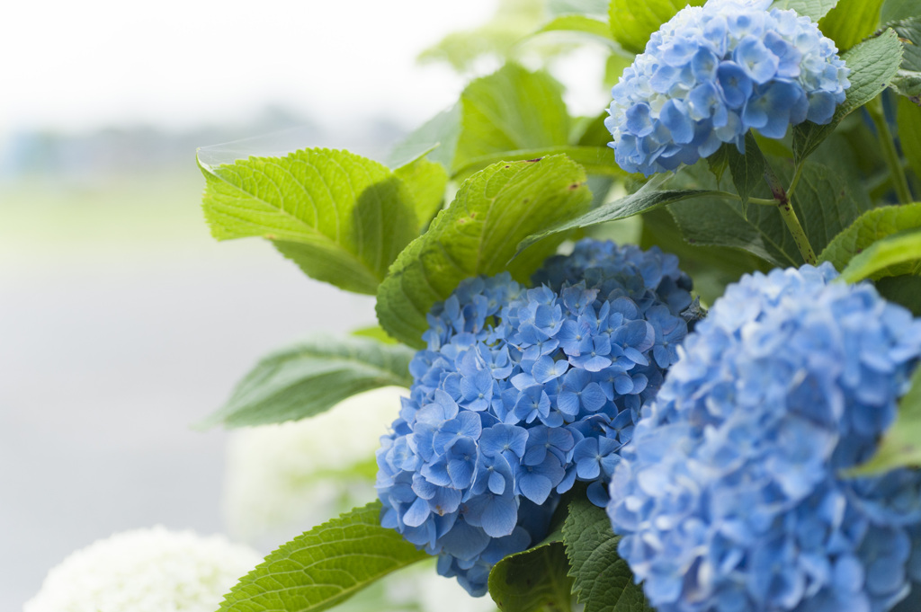 花１