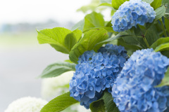花１