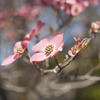 花１