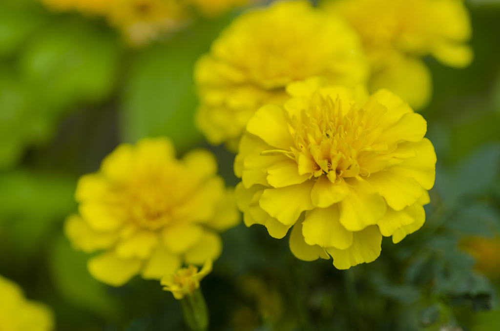花４