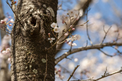 桜２
