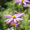 花２