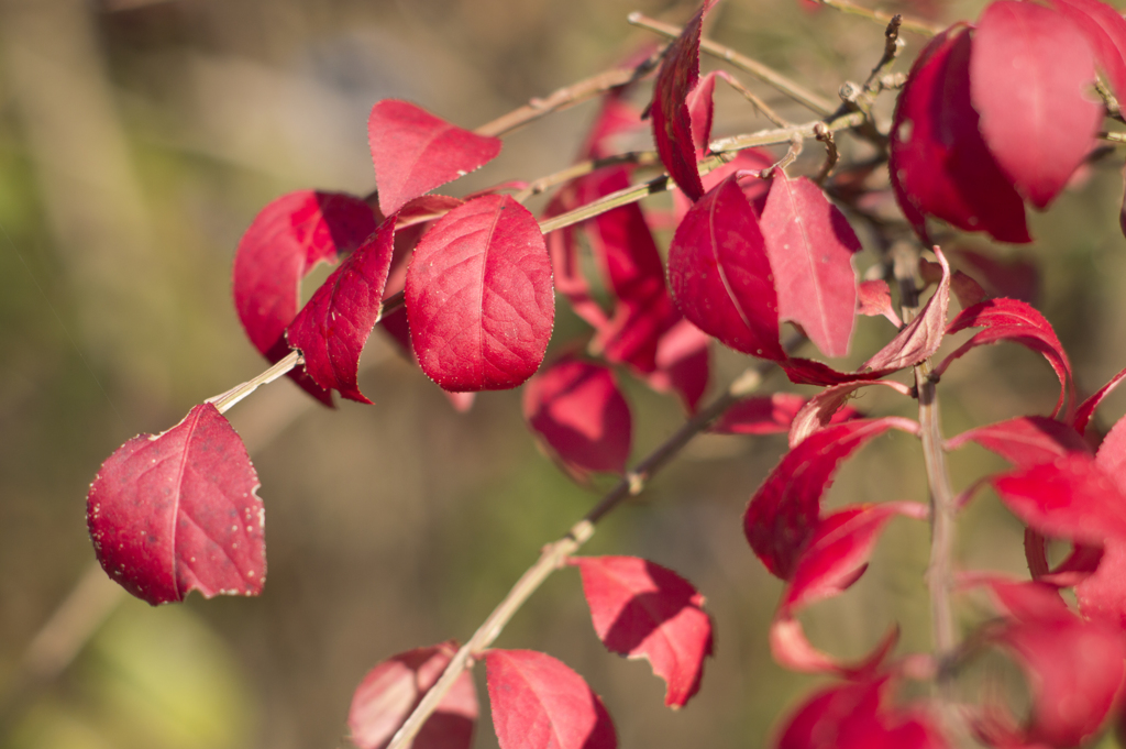 紅葉２