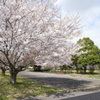 桜２