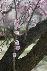 花８