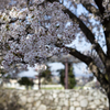 桜２