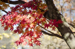 紅葉