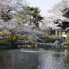 桜７