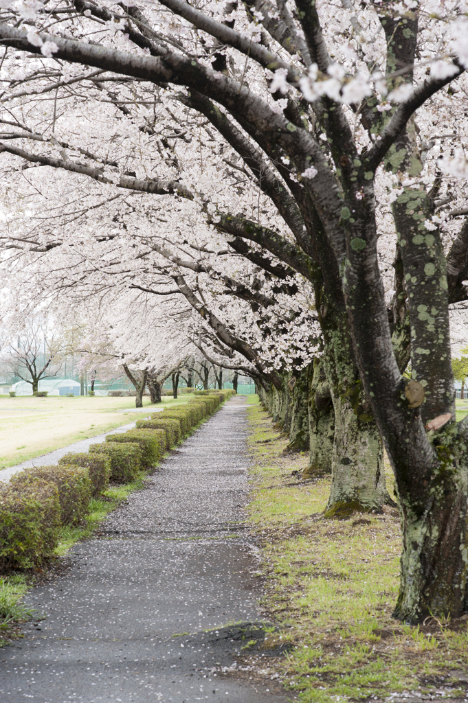 桜３