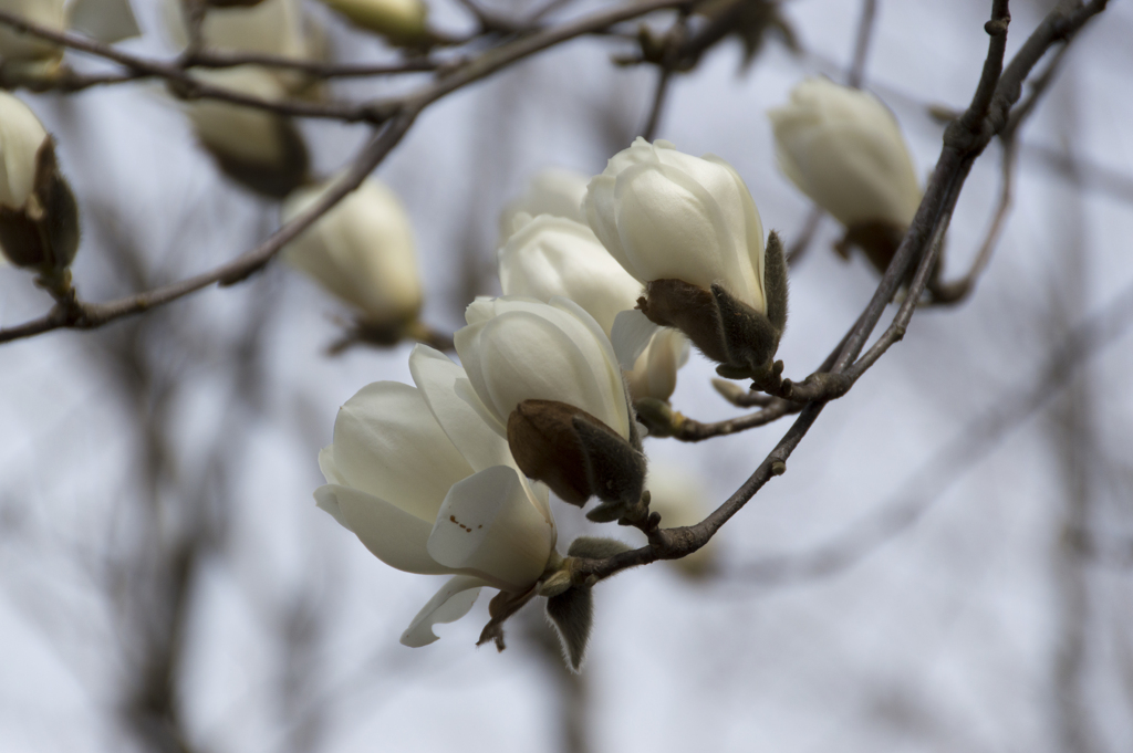 花３