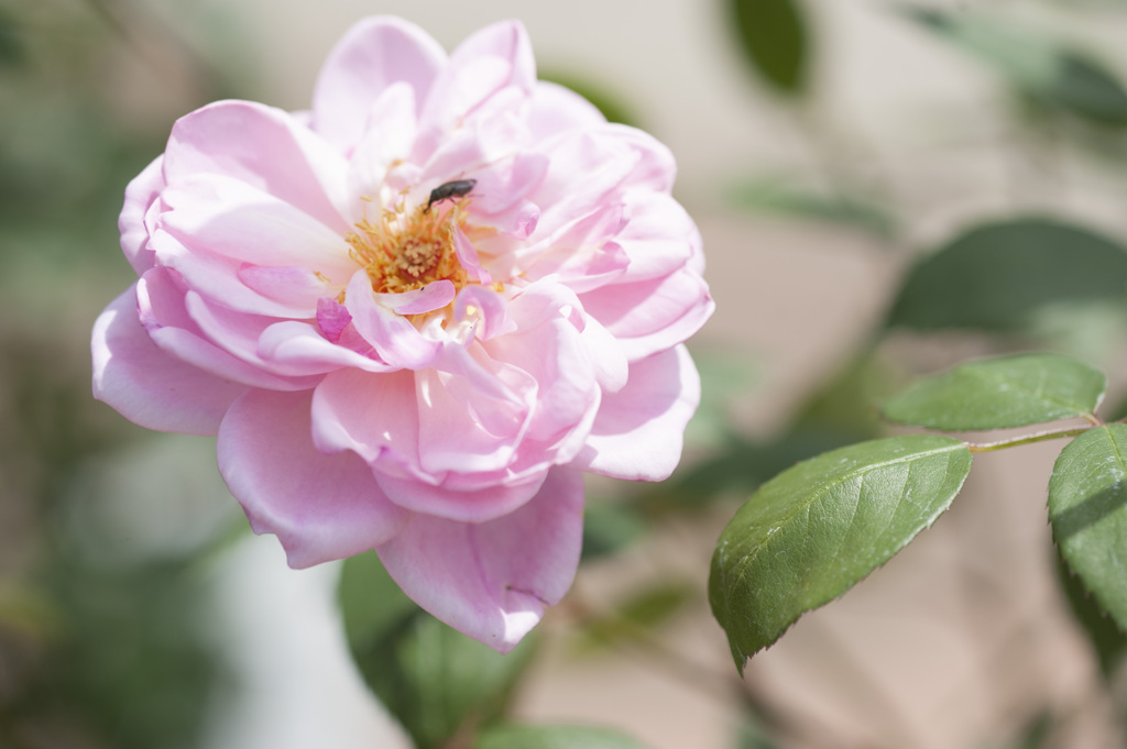 花５