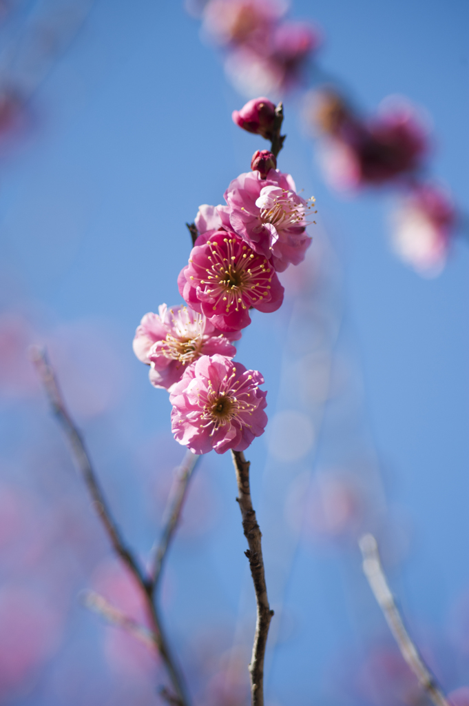 梅６