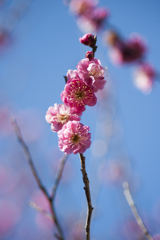 梅６