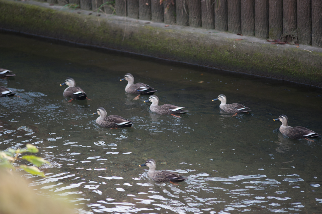 鴨の行進