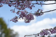 桜１３