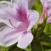 花６
