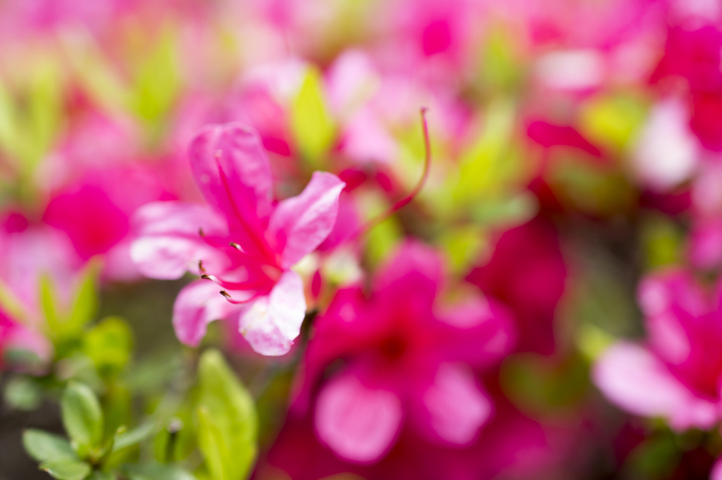 花１