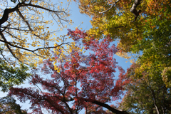 紅葉３