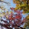 紅葉３