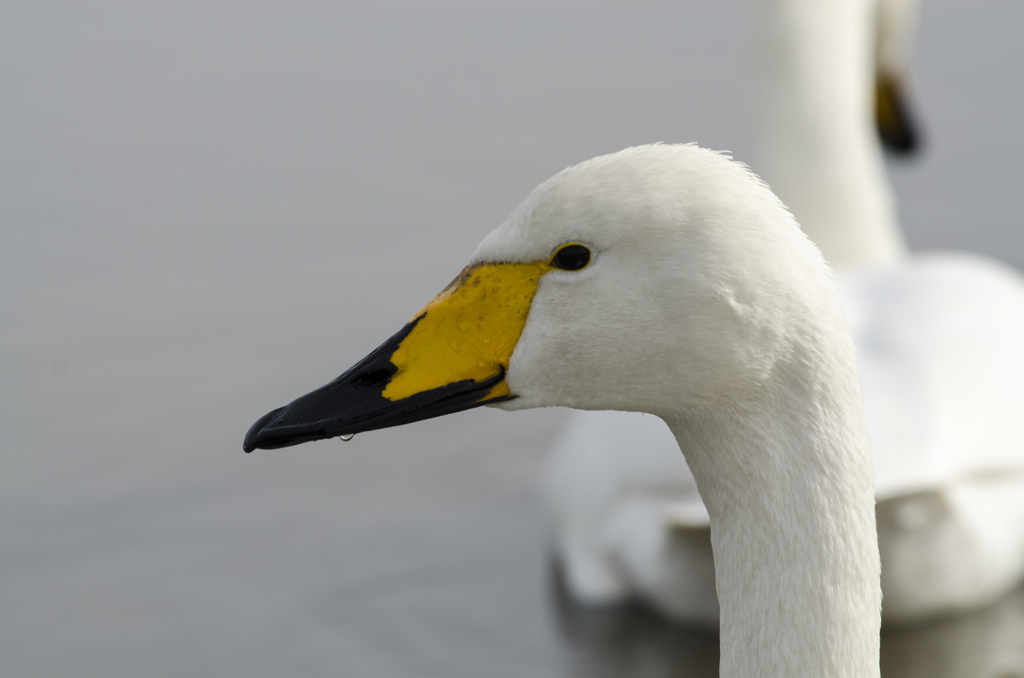 白鳥の顔５