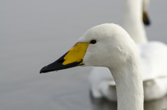 白鳥の顔５