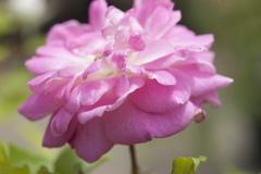 花３０