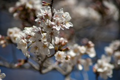 桜７