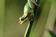 元気なカエル１