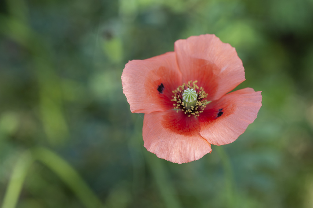 花1０