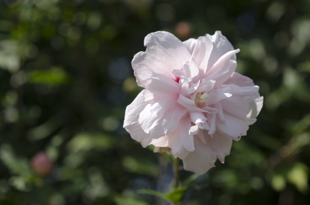 花２