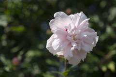 花２