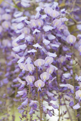 花３