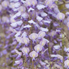 花３
