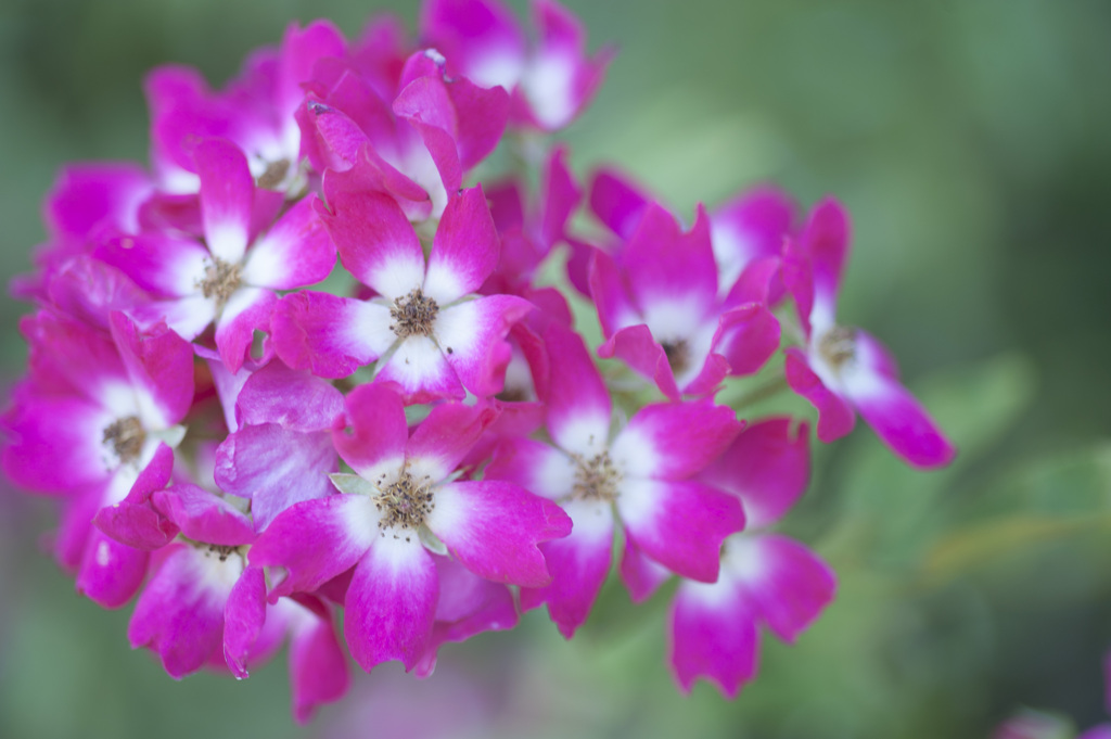 花１５